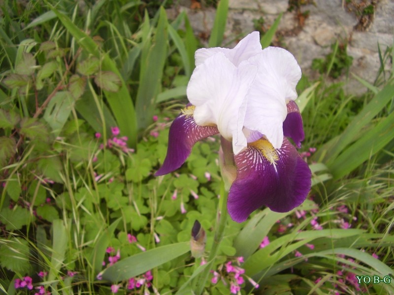 Mes iris Fleurs10