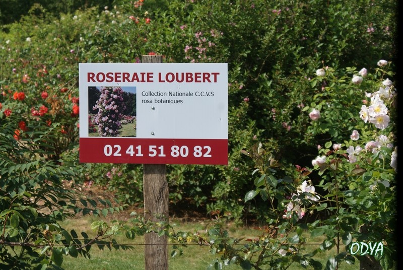 IRIS DE LA ROSERAIE LOUBERT (49) Louber15