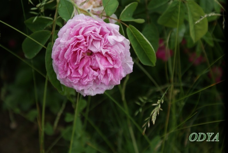 visite de la roseraie LOUBERT  ( Les Rosiers sur Loire 49) Louber20