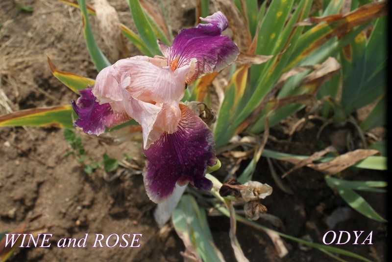 Iris à la roseraie Loubert Louber44