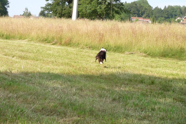 Engie fada de frisbee P1030313