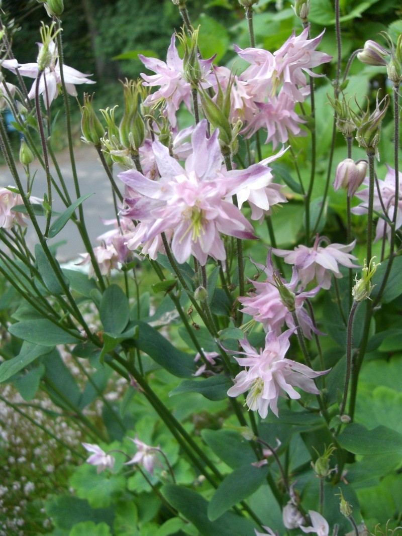 Hahnenfußgewächse (Ranunculaceae) - Winterlinge, Adonisröschen, Trollblumen, Anemonen, Clematis, uvm. - Seite 2 Cimg4510