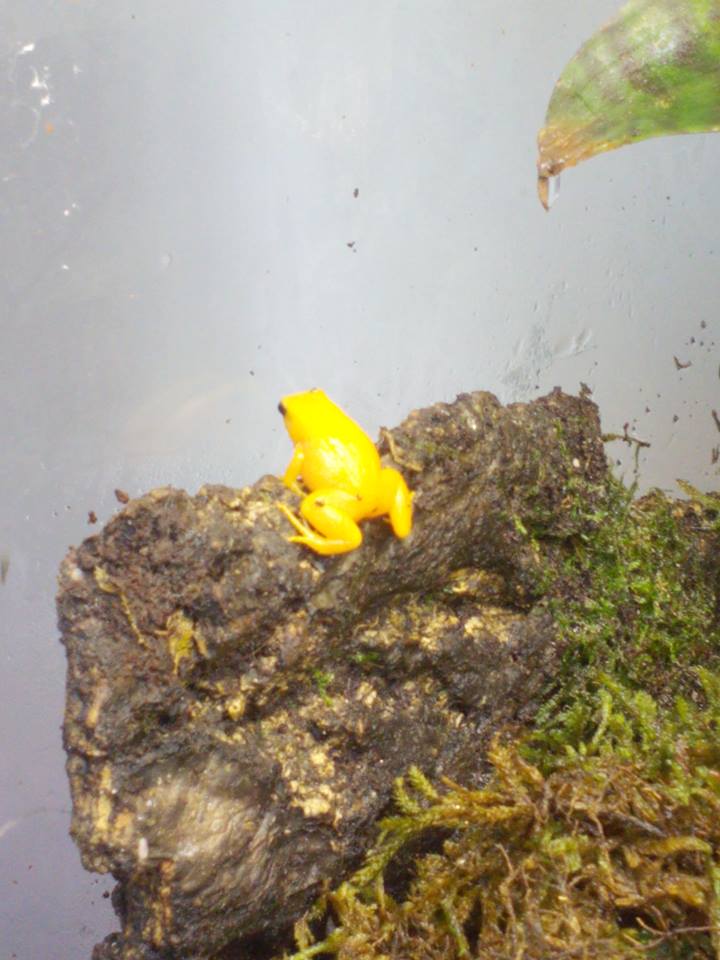 mes dendrobates 13335611