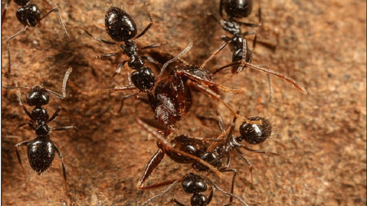 اكتشاف أنواع جديدة من النمل قد تغزو العالم 5836b310