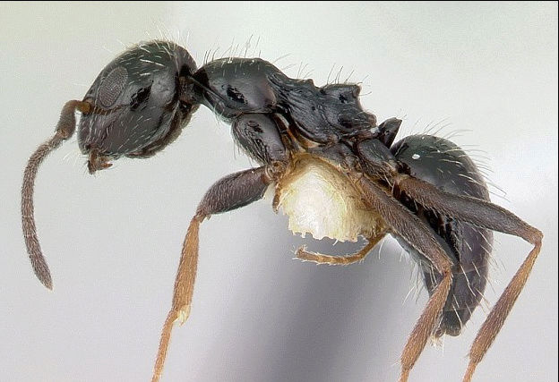 اكتشاف أنواع جديدة من النمل قد تغزو العالم 5836b410