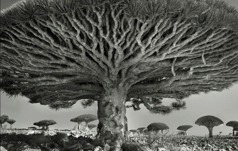 صور رائعة لمجموعة من أقدم الأشجار في العالم 58820511