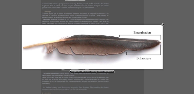 Les ailes de la colombe rousse (C. talpacoti). Image810