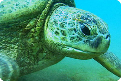 Des tortues marines brûlées vives Marée noire Actu-f10