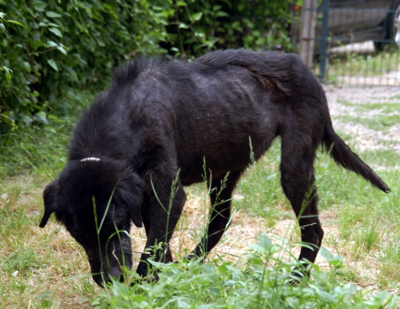 HELP !! CHANCE, x Labrador femelle : a besoin de nous pour survivre !!! Chance11