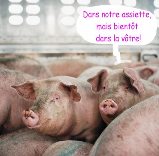 Le retour annoncé des farines animales Cochon10