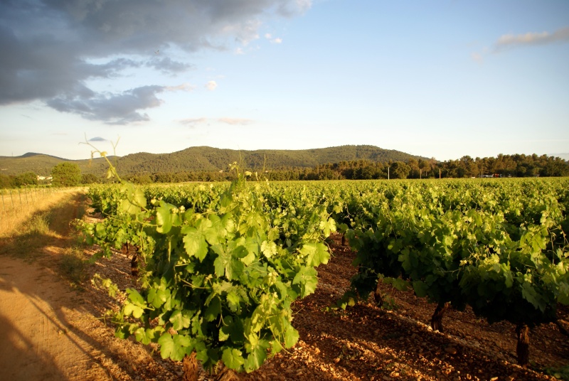 les vignes à la Roquebrussane  Dsc07411