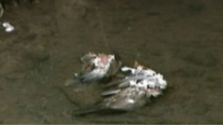 Pluie d'oiseaux morts inexpliquée dans l'Arkansas Oiseau10