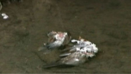 Pluie d'oiseaux morts inexpliquée dans l'Arkansas