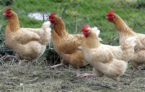 4 800 poules mortes de peur à Pléguien (Côtes-d’Armor) Poule510