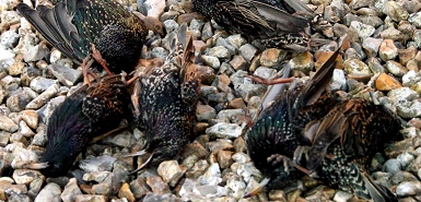  Pluie d'oiseaux morts inexpliquée dans l'Arkansas Starli10