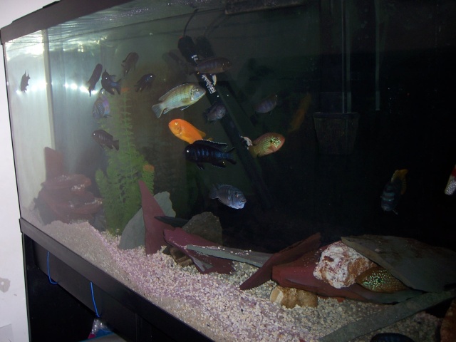 55 gallon mbuna tank 100_2412