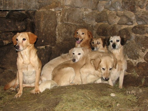 URGENTISSIME SVP !!!!! 11 chiens enferms dans une cave (07) ardche Chiens12