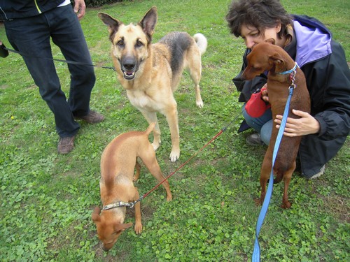 Flam, pinscher nain 2 ans, asso Cani nursing, Dunkerque ADOPTE - Page 3 Flam-a10