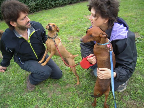 Flam, pinscher nain 2 ans, asso Cani nursing, Dunkerque ADOPTE - Page 3 Flam-a13