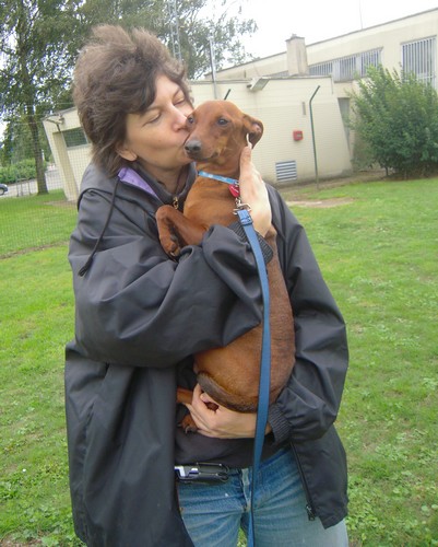 Flam, pinscher nain 2 ans, asso Cani nursing, Dunkerque ADOPTE - Page 3 Flam-c16