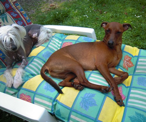 Flam, pinscher nain 2 ans, asso Cani nursing, Dunkerque ADOPTE - Page 3 Flam-d10