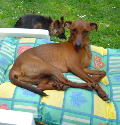 Flam, pinscher nain 2 ans, asso Cani nursing, Dunkerque ADOPTE - Page 3 Flam-f10