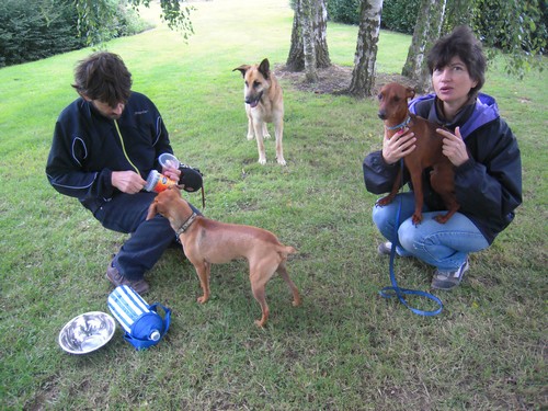 Flam, pinscher nain 2 ans, asso Cani nursing, Dunkerque ADOPTE - Page 3 Flam-g13