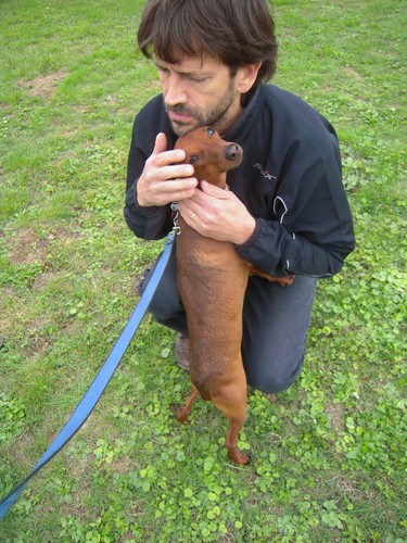 Flam, pinscher nain 2 ans, asso Cani nursing, Dunkerque ADOPTE - Page 3 Flam-m12