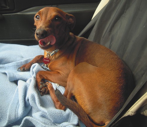 Flam, pinscher nain 2 ans, asso Cani nursing, Dunkerque ADOPTE - Page 3 Flam-v10