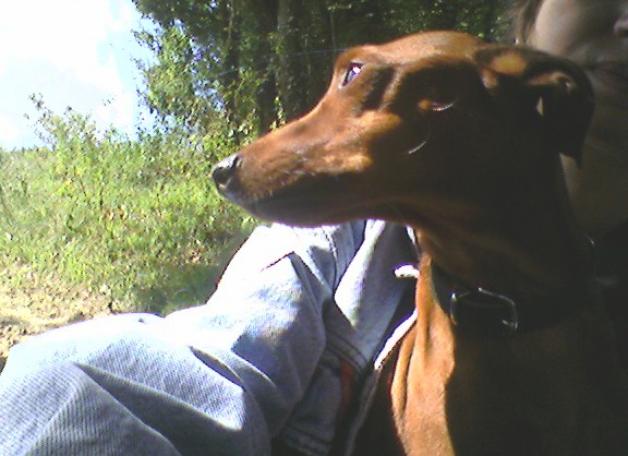 Flam, pinscher nain 2 ans, asso Cani nursing, Dunkerque ADOPTE - Page 4 Flami10