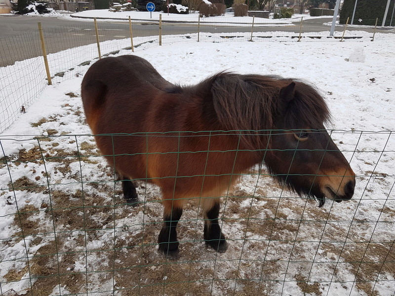 GRIBOUILLE - ONC Poney typée Shetland - née en 1998 - adoptée en novembre 2014 par Titus Image25