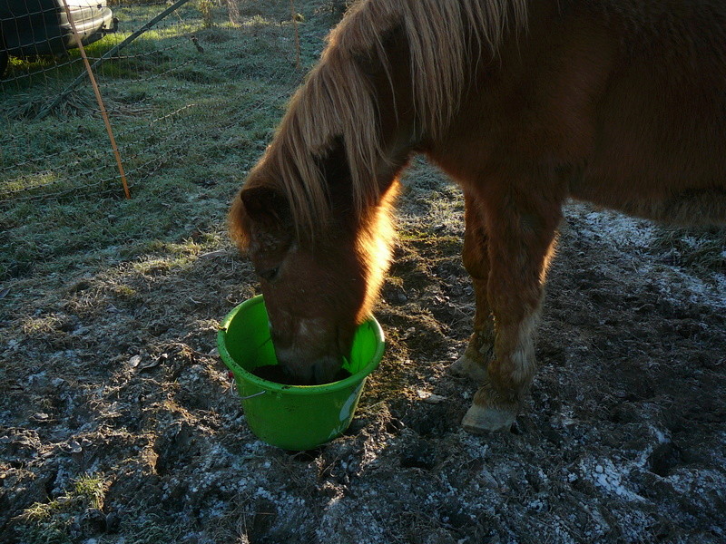 QUETZAL - ONC poney née en 1982 - adoptée en janvier 2011 par Mélanie P1020329