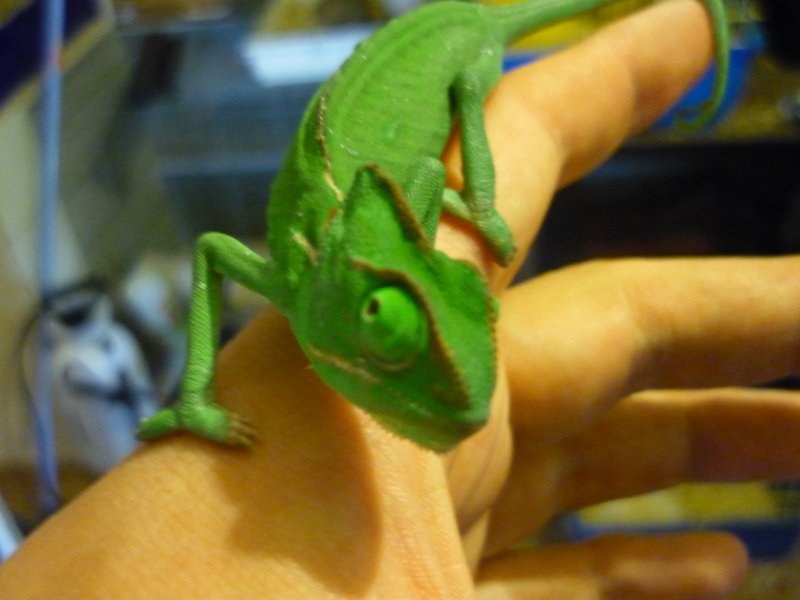 chameleon calyptratus  P1010610