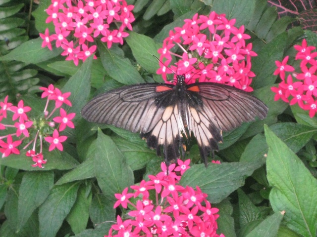 jardin botanique de montréal, (papillon en liberté) Avril237