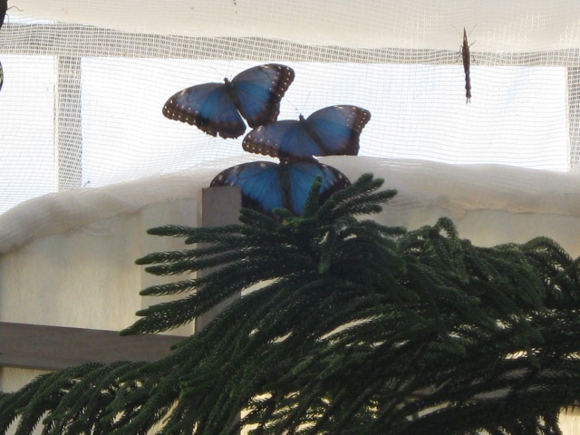 jardin botanique de montréal, (papillon en liberté) Avril241