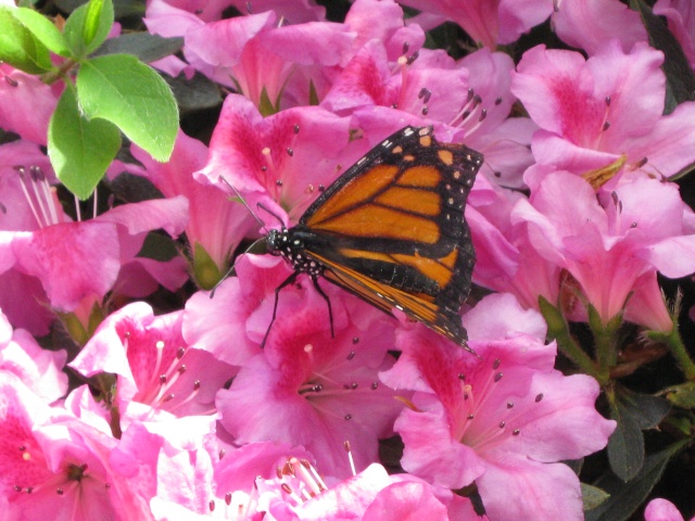 jardin botanique de montréal, (papillon en liberté) Avril243
