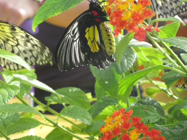 jardin botanique de montréal, (papillon en liberté) Avril244
