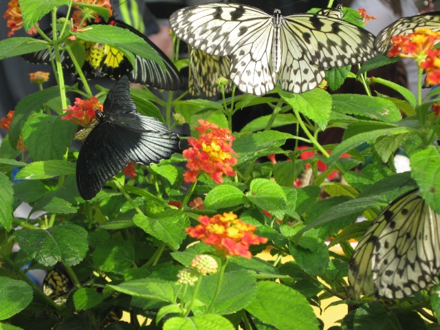 jardin botanique de montréal, (papillon en liberté) Avril245