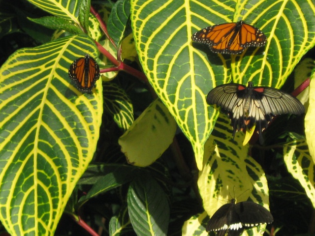 jardin botanique de montréal, (papillon en liberté) Avril247