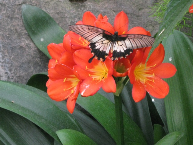 jardin botanique de montréal, (papillon en liberté) Avril250