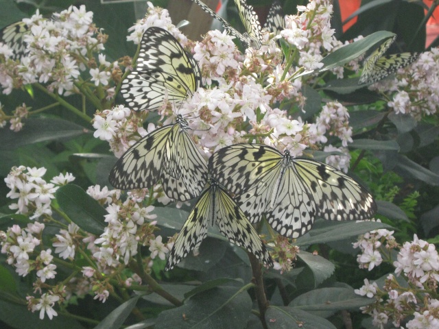 jardin botanique de montréal, (papillon en liberté) Avril251