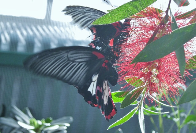 jardin botanique de montréal, (papillon en liberté) Avril252