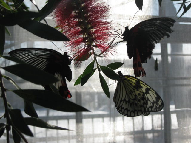 jardin botanique de montréal, (papillon en liberté) Avril253