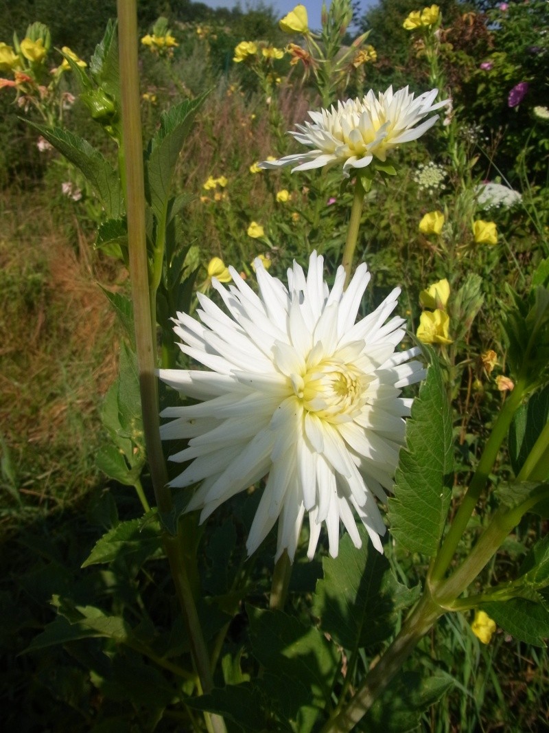 Dahlien - Dahlia - Seite 3 Rimg0312