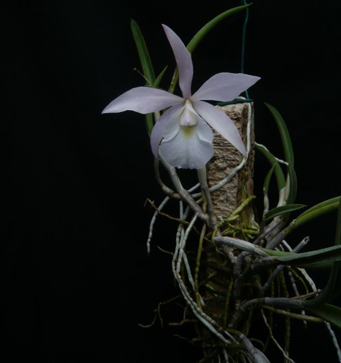 Brassocattleya Lilliputian Princess Bc_pot10