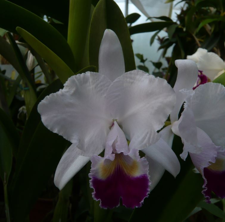 Cattleya trianae Cattle50