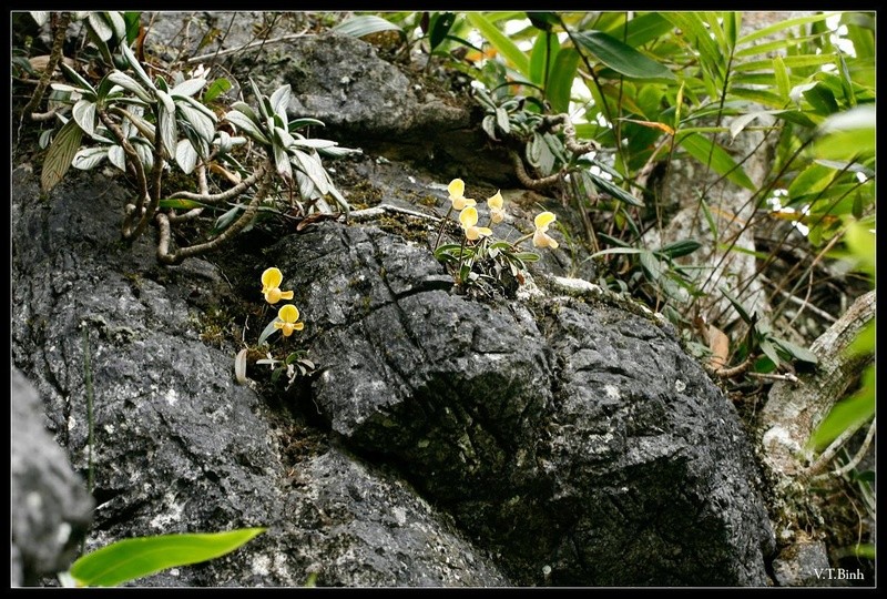 Paphiopedilum helenae in situ Paphio19