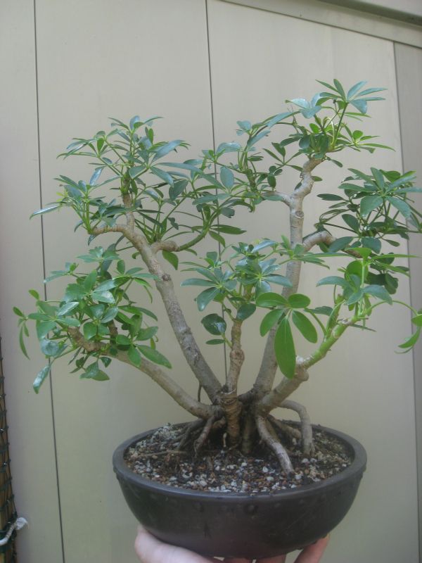 Schefflera clump Scheff10