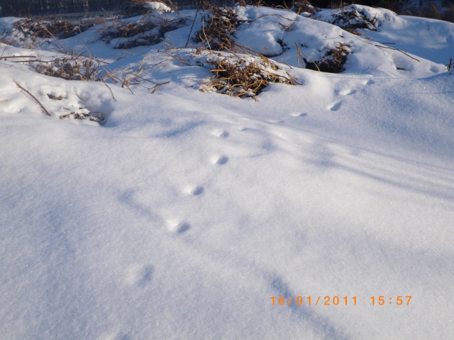 ma sortie du 16 jav 2011 et photo de piste ????? Imgp0511