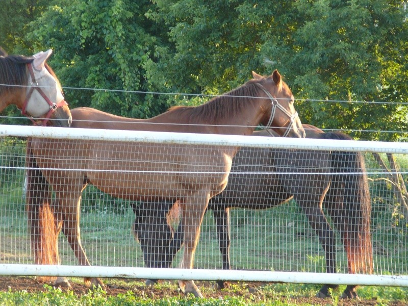 Je cherche un demi-pensionnaire pour un superbe cheval QH P1060211